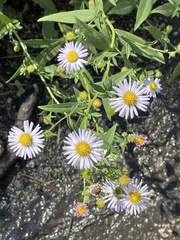 Symphyotrichum chilense