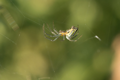 Mecynogea lemniscata