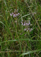 Allium cernuum