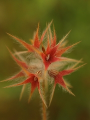 Trifolium stellatum