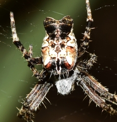 Cyrtophora citricola