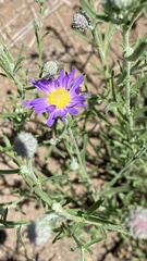 Dieteria canescens
