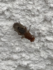 Suillia variegata