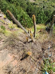 Cleistocactus samaipatanus