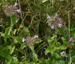 Clinopodium vulgare
