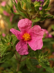 Cistus crispus
