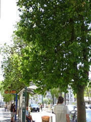 Brachychiton populneus