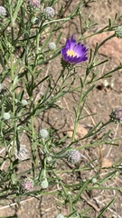 Dieteria canescens