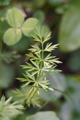 Apioideae