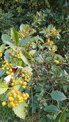 Scandosorbus intermedia