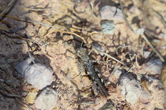 Acrotylus