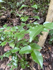 Myrtoideae