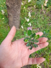 Baccharis dracunculifolia
