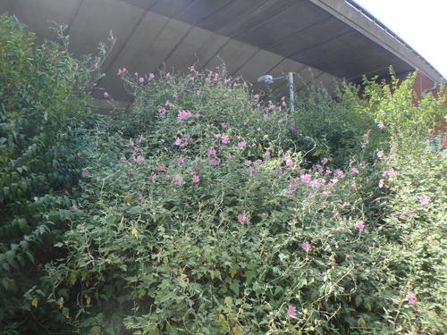 Malva × clementii, photograph 5