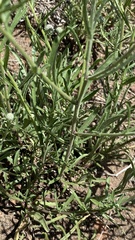Dieteria canescens
