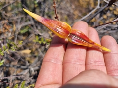Cryptolepis cryptolepioides