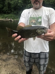 Micropterus dolomieu