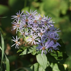 Eurybia
