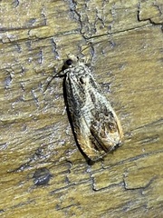 Olethreutes hamameliana