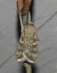 Peridroma saucia