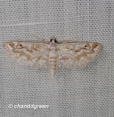 Parapoynx diminutalis