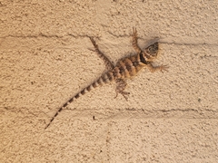 Sceloporus poinsettii