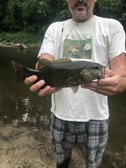 Micropterus dolomieu
