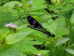 Aristocypha fenestrella