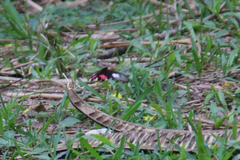 Papilioninae
