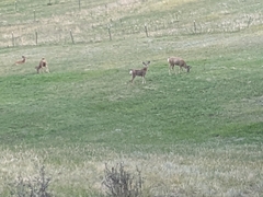Odocoileus hemionus hemionus