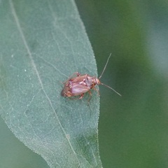 Lygus lineolaris