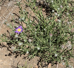 Dieteria canescens