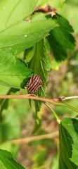 Graphosoma italicum italicum