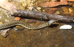 Thamnophis hammondii