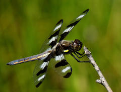 Libellula pulchella
