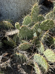 Opuntia phaeacantha