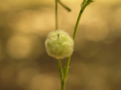 Trifolium tomentosum