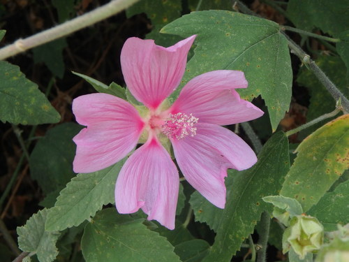 Malva × clementii, photograph 4
