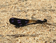 Aristocypha fenestrella