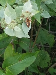 Pyrausta orphisalis