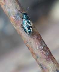 Necrobia violacea