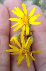 Heterotheca hirsutissima