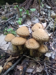 Pholiota squarrosa