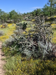 Cylindropuntia thurberi versicolor