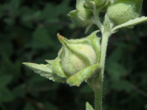 Malva × clementii, photograph 6