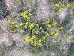 Heterotheca hirsutissima