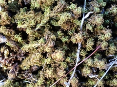 Tortella squarrosa