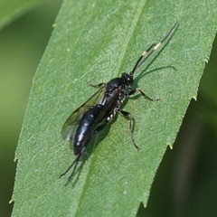Ichneumonina