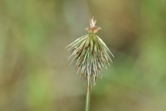 Cyperus plukenetii