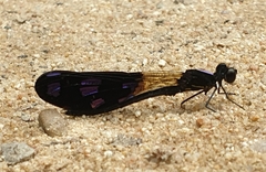 Aristocypha fenestrella